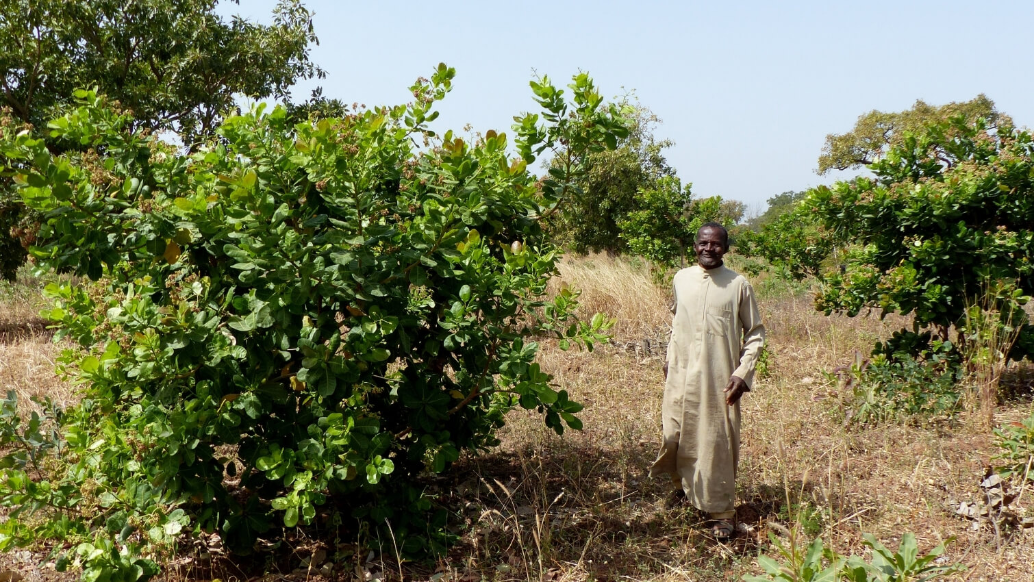 Producteur anacarde coopÃ©rative COOPAKE au Burkina Faso -noix de cajou au curry doux